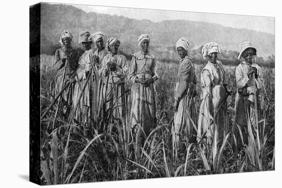 Women Tending Young Sugar Canes in Jamaica, 1922-null-Stretched Canvas