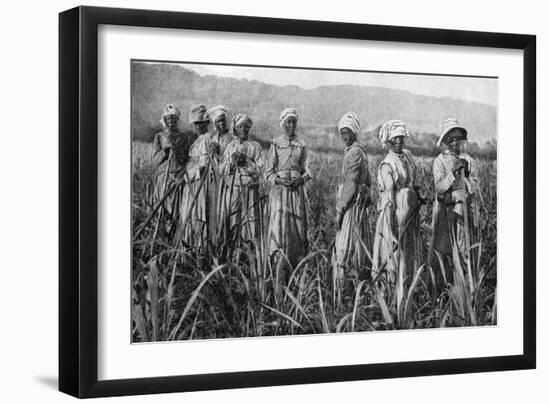 Women Tending Young Sugar Canes in Jamaica, 1922-null-Framed Giclee Print