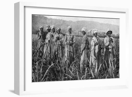 Women Tending Young Sugar Canes in Jamaica, 1922-null-Framed Giclee Print