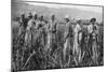 Women Tending Young Sugar Canes in Jamaica, 1922-null-Mounted Giclee Print