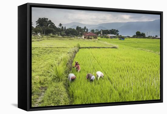 Women Working in Rice Paddy Fields at Lake Toba (Danau Toba), North Sumatra, Indonesia-Matthew Williams-Ellis-Framed Stretched Canvas