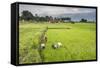 Women Working in Rice Paddy Fields at Lake Toba (Danau Toba), North Sumatra, Indonesia-Matthew Williams-Ellis-Framed Stretched Canvas