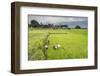 Women Working in Rice Paddy Fields at Lake Toba (Danau Toba), North Sumatra, Indonesia-Matthew Williams-Ellis-Framed Photographic Print