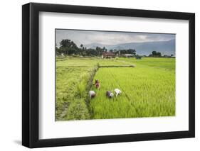 Women Working in Rice Paddy Fields at Lake Toba (Danau Toba), North Sumatra, Indonesia-Matthew Williams-Ellis-Framed Photographic Print