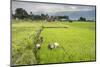 Women Working in Rice Paddy Fields at Lake Toba (Danau Toba), North Sumatra, Indonesia-Matthew Williams-Ellis-Mounted Photographic Print