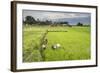 Women Working in Rice Paddy Fields at Lake Toba (Danau Toba), North Sumatra, Indonesia-Matthew Williams-Ellis-Framed Photographic Print