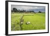 Women Working in Rice Paddy Fields at Lake Toba (Danau Toba), North Sumatra, Indonesia-Matthew Williams-Ellis-Framed Photographic Print