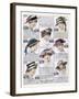 Womens Hats 1916-null-Framed Art Print