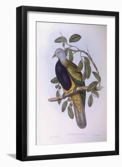 Wompoo Fruit-Dove (Ptilinopus Magnificus)-John Gould-Framed Premium Giclee Print