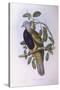 Wompoo Fruit-Dove (Ptilinopus Magnificus)-John Gould-Stretched Canvas