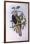Wompoo Fruit-Dove (Ptilinopus Magnificus)-John Gould-Framed Giclee Print