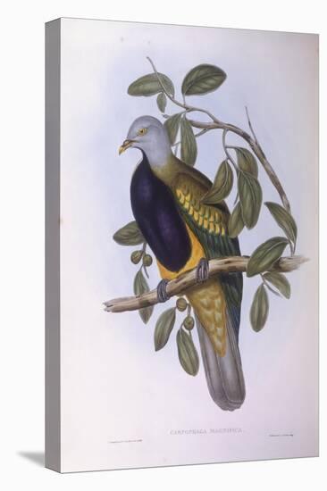 Wompoo Fruit-Dove (Ptilinopus Magnificus)-John Gould-Stretched Canvas