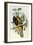 Wompoo Pigeon or Magnificent Fruit Pigeon-Henry Constantine Richter-Framed Giclee Print