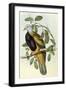 Wompoo Pigeon or Magnificent Fruit Pigeon-Henry Constantine Richter-Framed Giclee Print