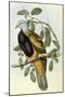 Wompoo Pigeon or Magnificent Fruit Pigeon-Henry Constantine Richter-Mounted Giclee Print