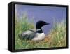 Wonder Lake and Common Loon on Nest, Denali National Park, Alaska, USA-Darrell Gulin-Framed Stretched Canvas