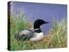 Wonder Lake and Common Loon on Nest, Denali National Park, Alaska, USA-Darrell Gulin-Stretched Canvas