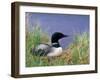 Wonder Lake and Common Loon on Nest, Denali National Park, Alaska, USA-Darrell Gulin-Framed Photographic Print