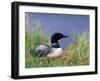 Wonder Lake and Common Loon on Nest, Denali National Park, Alaska, USA-Darrell Gulin-Framed Photographic Print