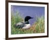 Wonder Lake and Common Loon on Nest, Denali National Park, Alaska, USA-Darrell Gulin-Framed Photographic Print