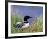 Wonder Lake and Common Loon on Nest, Denali National Park, Alaska, USA-Darrell Gulin-Framed Photographic Print