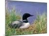 Wonder Lake and Common Loon on Nest, Denali National Park, Alaska, USA-Darrell Gulin-Mounted Photographic Print