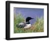 Wonder Lake and Common Loon on Nest, Denali National Park, Alaska, USA-Darrell Gulin-Framed Photographic Print