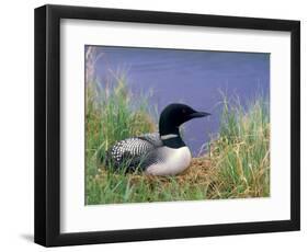 Wonder Lake and Common Loon on Nest, Denali National Park, Alaska, USA-Darrell Gulin-Framed Photographic Print