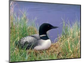 Wonder Lake and Common Loon on Nest, Denali National Park, Alaska, USA-Darrell Gulin-Mounted Photographic Print