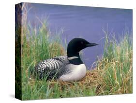 Wonder Lake and Common Loon on Nest, Denali National Park, Alaska, USA-Darrell Gulin-Stretched Canvas