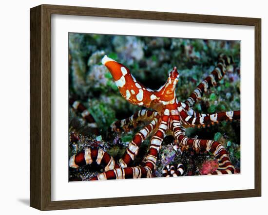 Wonder Octopus (Wonder Octopus or Wonderpus)-Andrea Ferrari-Framed Photographic Print