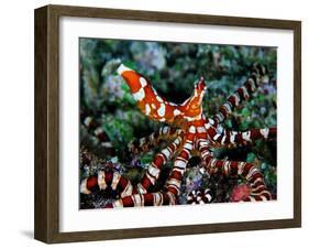 Wonder Octopus (Wonder Octopus or Wonderpus)-Andrea Ferrari-Framed Photographic Print