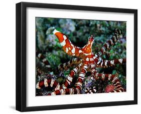Wonder Octopus (Wonder Octopus or Wonderpus)-Andrea Ferrari-Framed Photographic Print