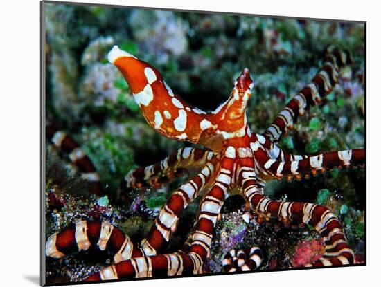 Wonder Octopus (Wonder Octopus or Wonderpus)-Andrea Ferrari-Mounted Photographic Print