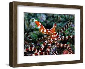 Wonder Octopus (Wonder Octopus or Wonderpus)-Andrea Ferrari-Framed Photographic Print