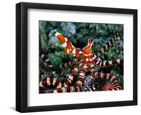 Wonder Octopus (Wonder Octopus or Wonderpus)-Andrea Ferrari-Framed Photographic Print