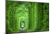 Wonder of Nature - Real Tunnel of Love, Green Trees and the Railroad, Ukraine.-Taiga-Mounted Photographic Print