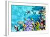 Wonderful and Beautiful Underwater World with Corals and Tropical Fish.-Brian Kinney-Framed Photographic Print