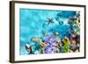 Wonderful and Beautiful Underwater World with Corals and Tropical Fish.-Brian Kinney-Framed Photographic Print