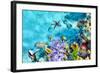 Wonderful and Beautiful Underwater World with Corals and Tropical Fish.-Brian Kinney-Framed Photographic Print