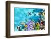 Wonderful and Beautiful Underwater World with Corals and Tropical Fish.-Brian Kinney-Framed Photographic Print