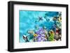 Wonderful and Beautiful Underwater World with Corals and Tropical Fish.-Brian Kinney-Framed Photographic Print