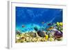 Wonderful and Beautiful Underwater World with Corals and Tropical Fish.-Brian Kinney-Framed Photographic Print