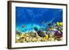 Wonderful and Beautiful Underwater World with Corals and Tropical Fish.-Brian Kinney-Framed Photographic Print