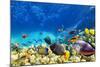 Wonderful and Beautiful Underwater World with Corals and Tropical Fish.-Brian Kinney-Mounted Photographic Print