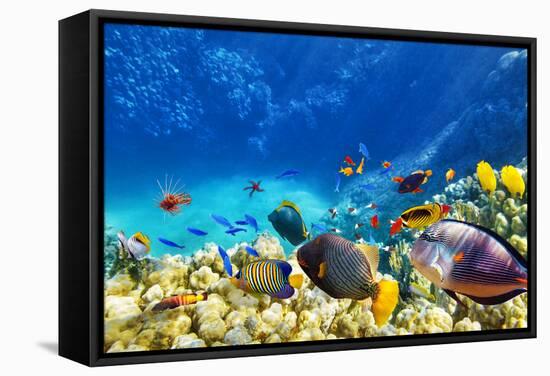 Wonderful and Beautiful Underwater World with Corals and Tropical Fish.-Brian Kinney-Framed Stretched Canvas