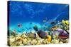Wonderful and Beautiful Underwater World with Corals and Tropical Fish.-Brian Kinney-Stretched Canvas