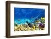 Wonderful and Beautiful Underwater World with Corals and Tropical Fish.-Brian Kinney-Framed Photographic Print