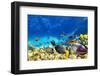 Wonderful and Beautiful Underwater World with Corals and Tropical Fish.-Brian Kinney-Framed Photographic Print