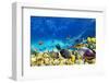 Wonderful and Beautiful Underwater World with Corals and Tropical Fish.-Brian Kinney-Framed Photographic Print